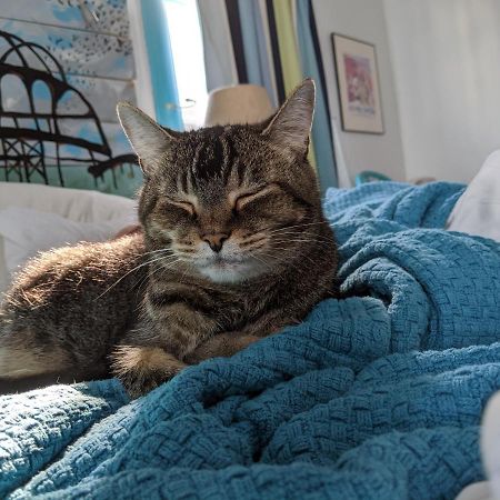 The One Cat Bed & Breakfast Brattleboro Bagian luar foto