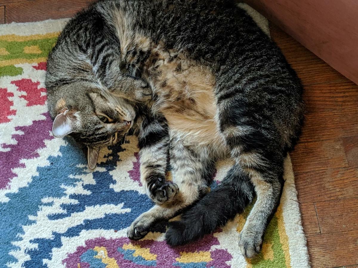 The One Cat Bed & Breakfast Brattleboro Bagian luar foto
